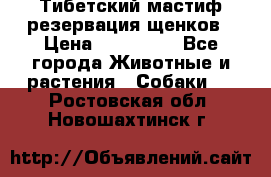 Тибетский мастиф резервация щенков › Цена ­ 100 000 - Все города Животные и растения » Собаки   . Ростовская обл.,Новошахтинск г.